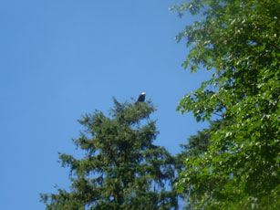 Bass Fishing Eagle